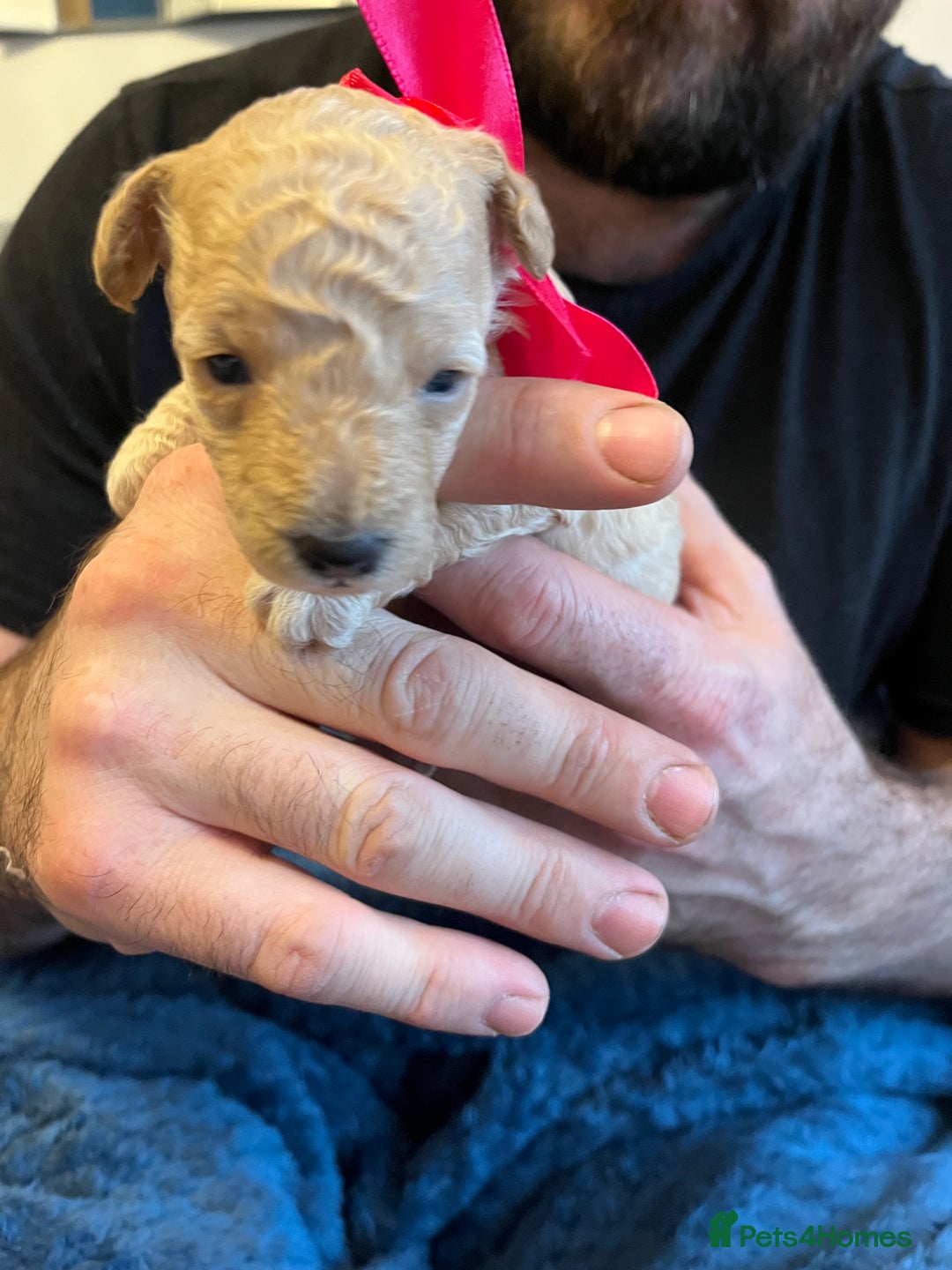 Miniature Poodle dogs for sale: Gorgeous miniature poodle pups - Image 19