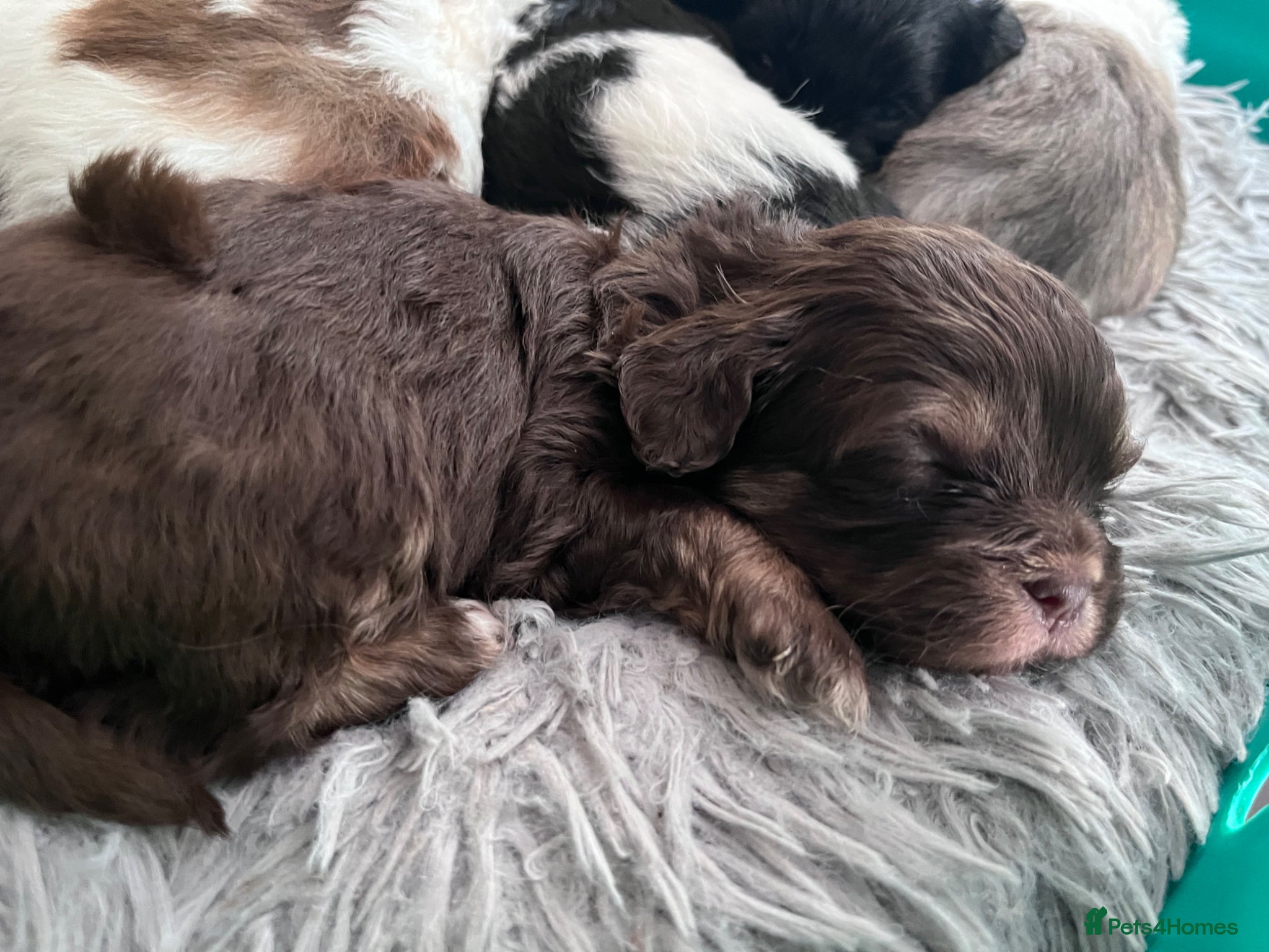 Shihpoo dogs WAITING LIST TOY SHIHPOO PUPPIES  - Advert 4