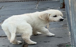 Golden Retriever dogs for sale: Stunning Puppies Ready Now (Updated pics) - Image 21