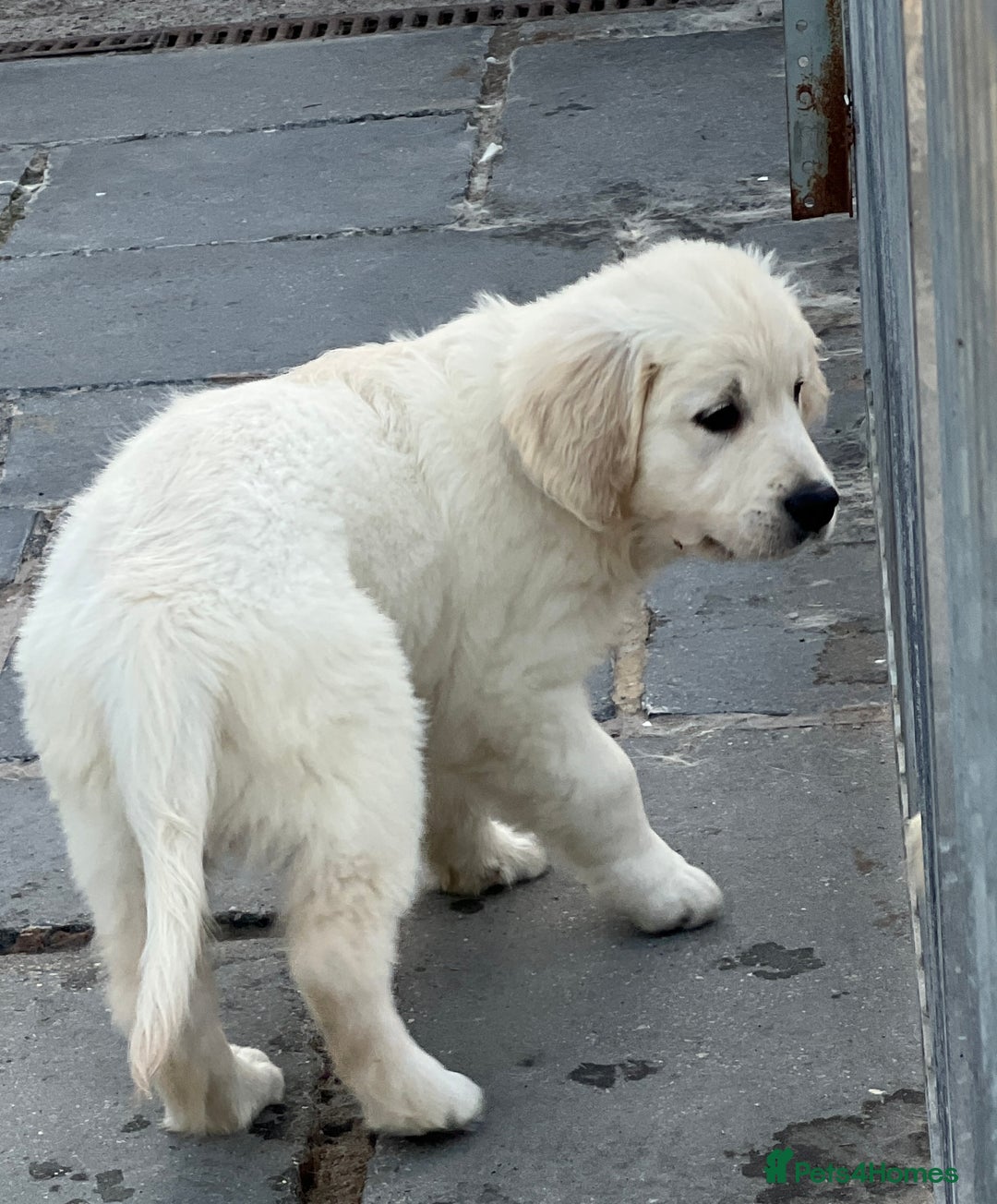 Golden Retriever dogs for sale: Stunning Puppies Ready Now (Updated pics) - Image 21