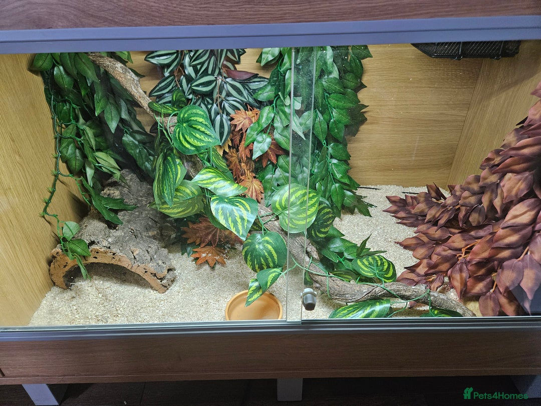 Python Snake reptiles for sale: 2 x ROYAL PYTHONS COMPLETE SET UP  - Image 4