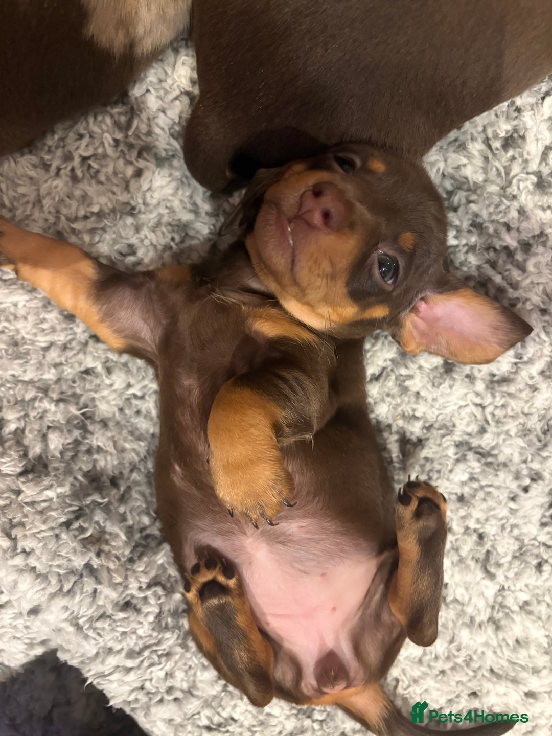 Dachshund dogs for sale: Dachshunds for Sale - Advert 15