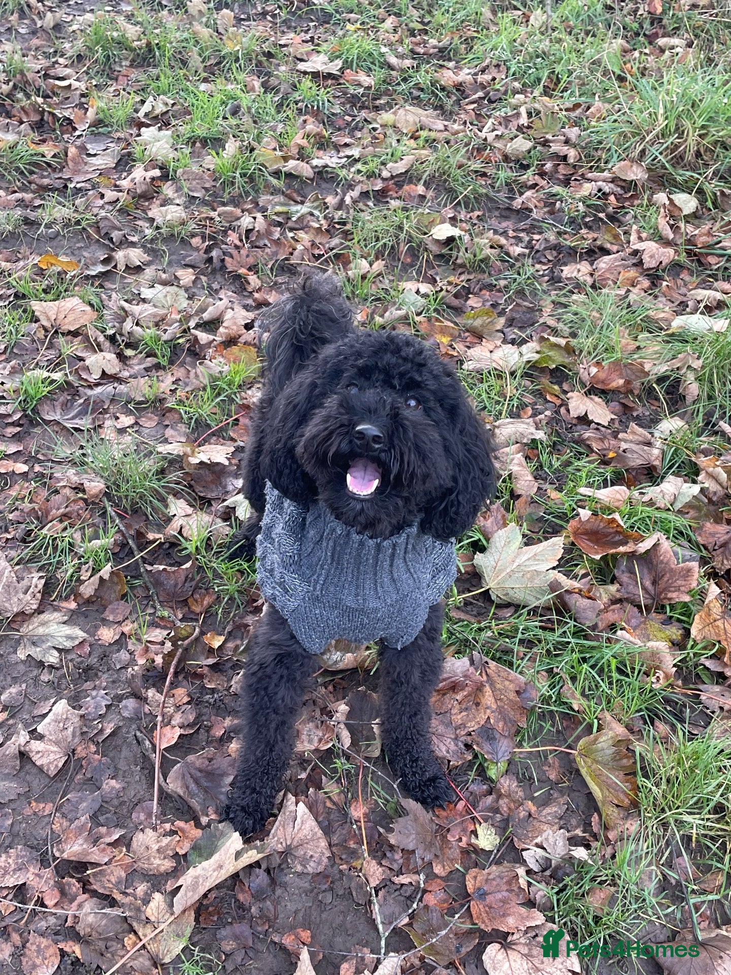 Miniature Poodle dogs Miniature poodle - Advert 1