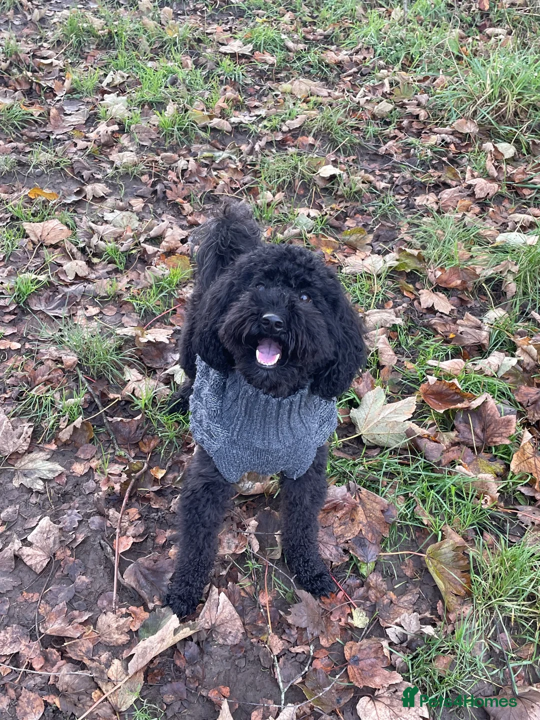 Miniature Poodle dogs for sale: Miniature poodle - Advert 1
