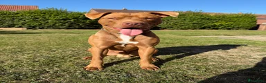 Staffordshire Bull Terrier Mix