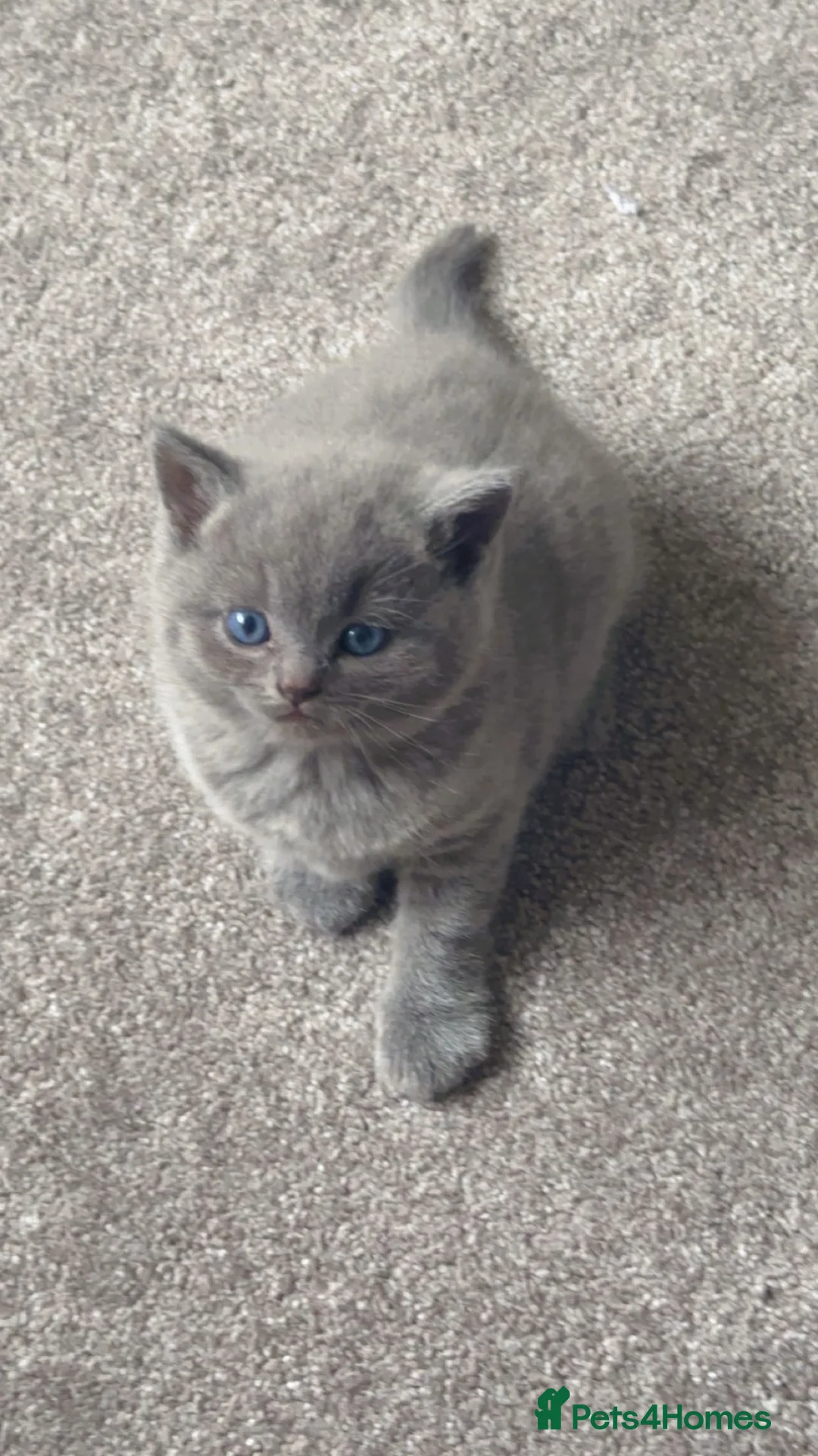 British Shorthair cats for sale: 2 male bSH kittens - Advert 2
