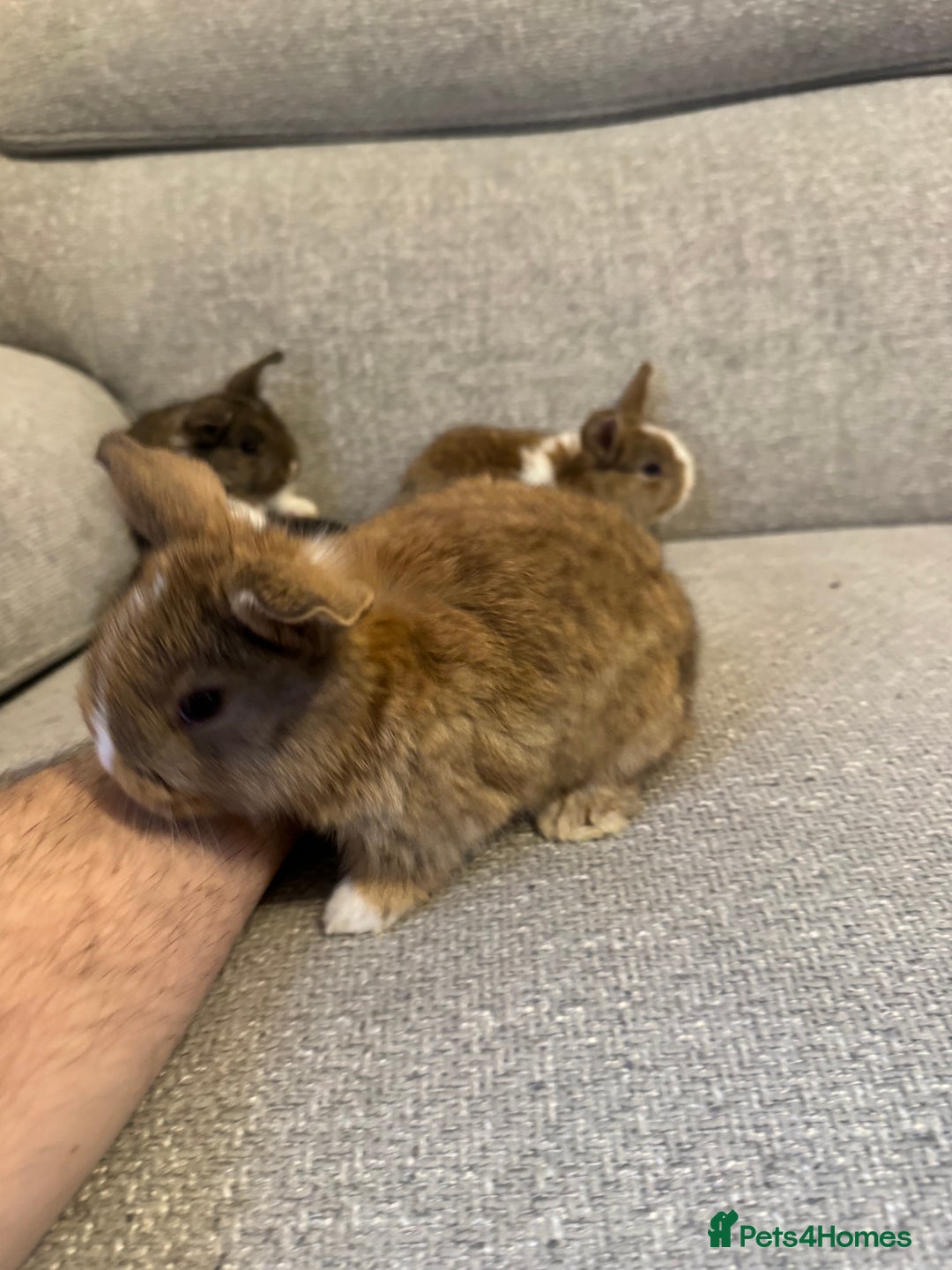 Mixed Breed rabbits for sale: Rabbit  - Advert 6