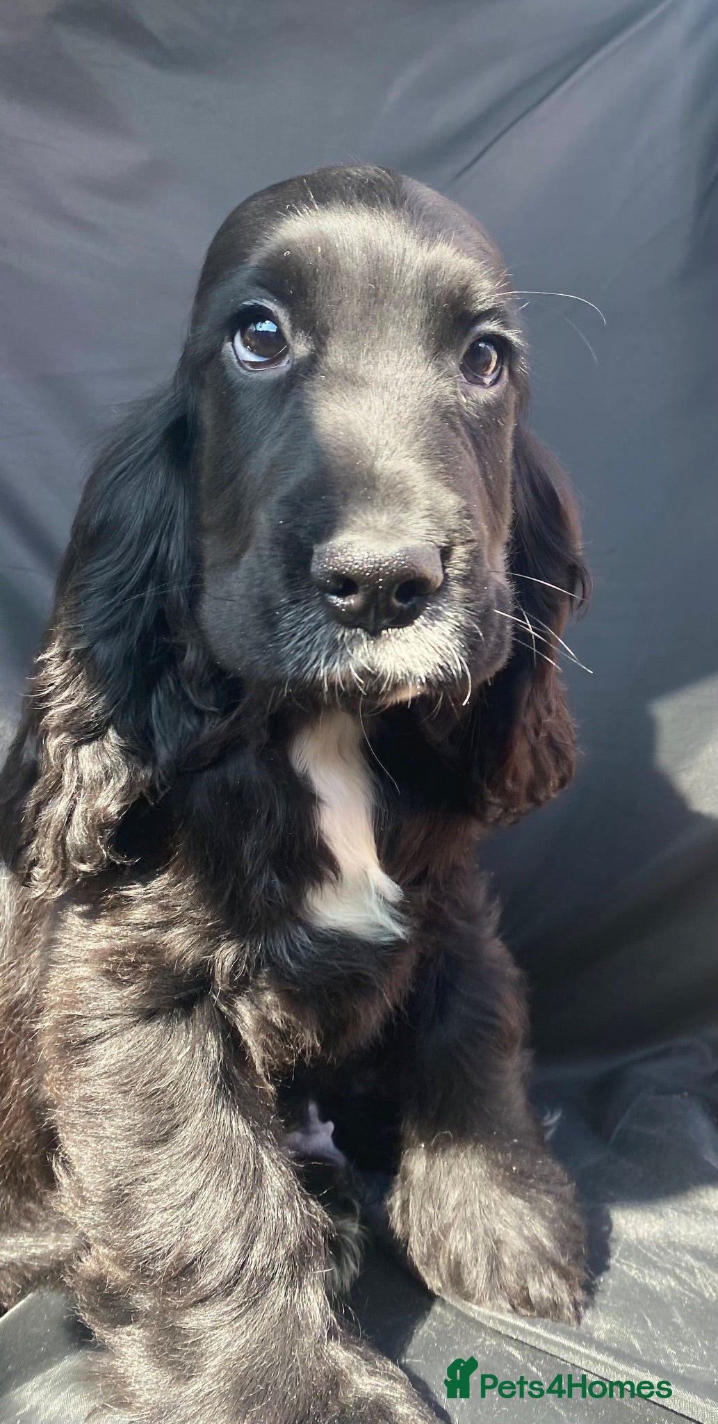 Cocker Spaniel dogs 1 STUNNING KC SHOW COCKER AVAILABLE  - Advert 1
