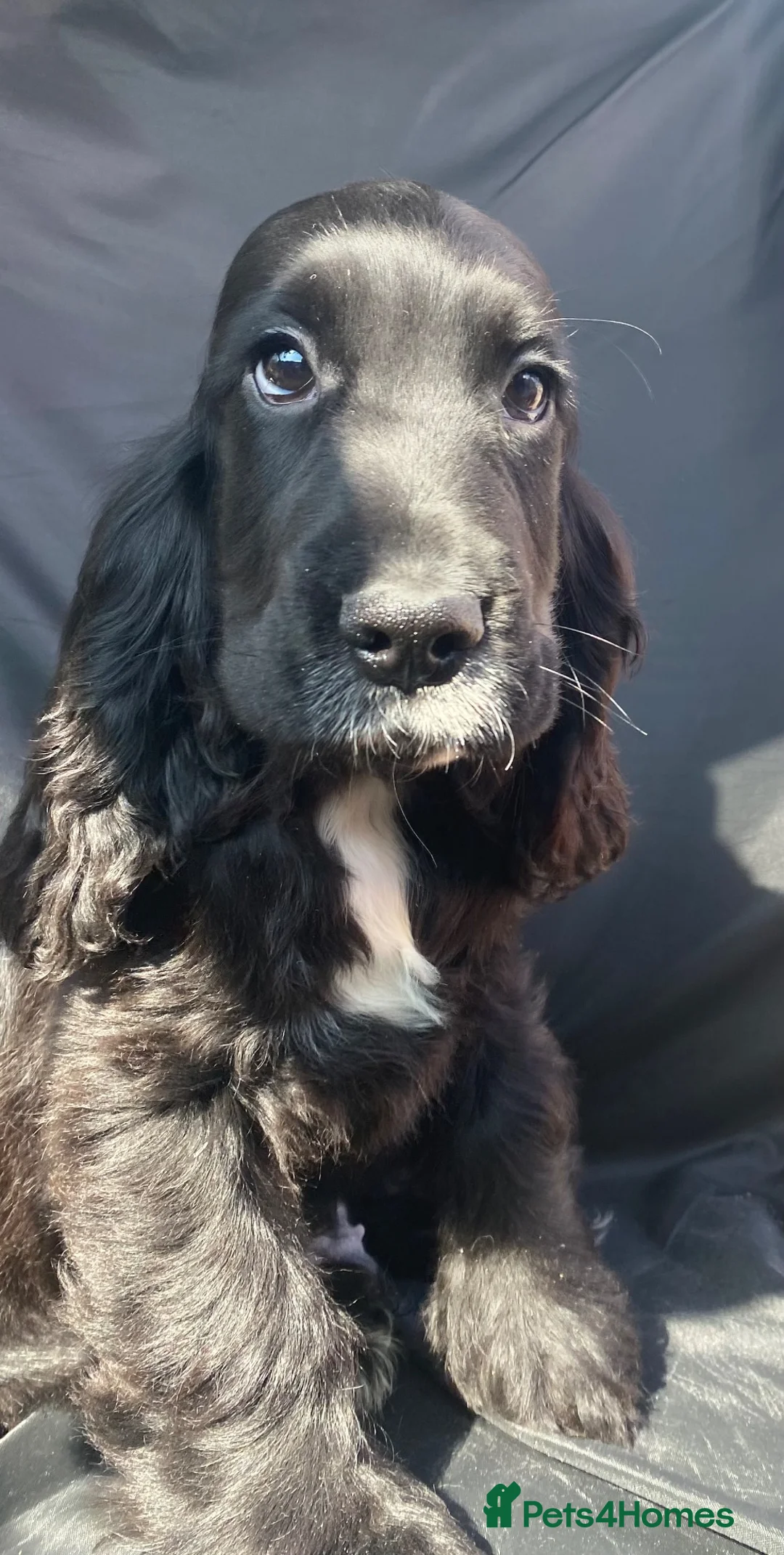 Cocker Spaniel dogs for sale: 1 STUNNING KC SHOW COCKER AVAILABLE  - Advert 1