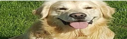 Goldador dogs for sale: Goldador puppies  - Advert 2