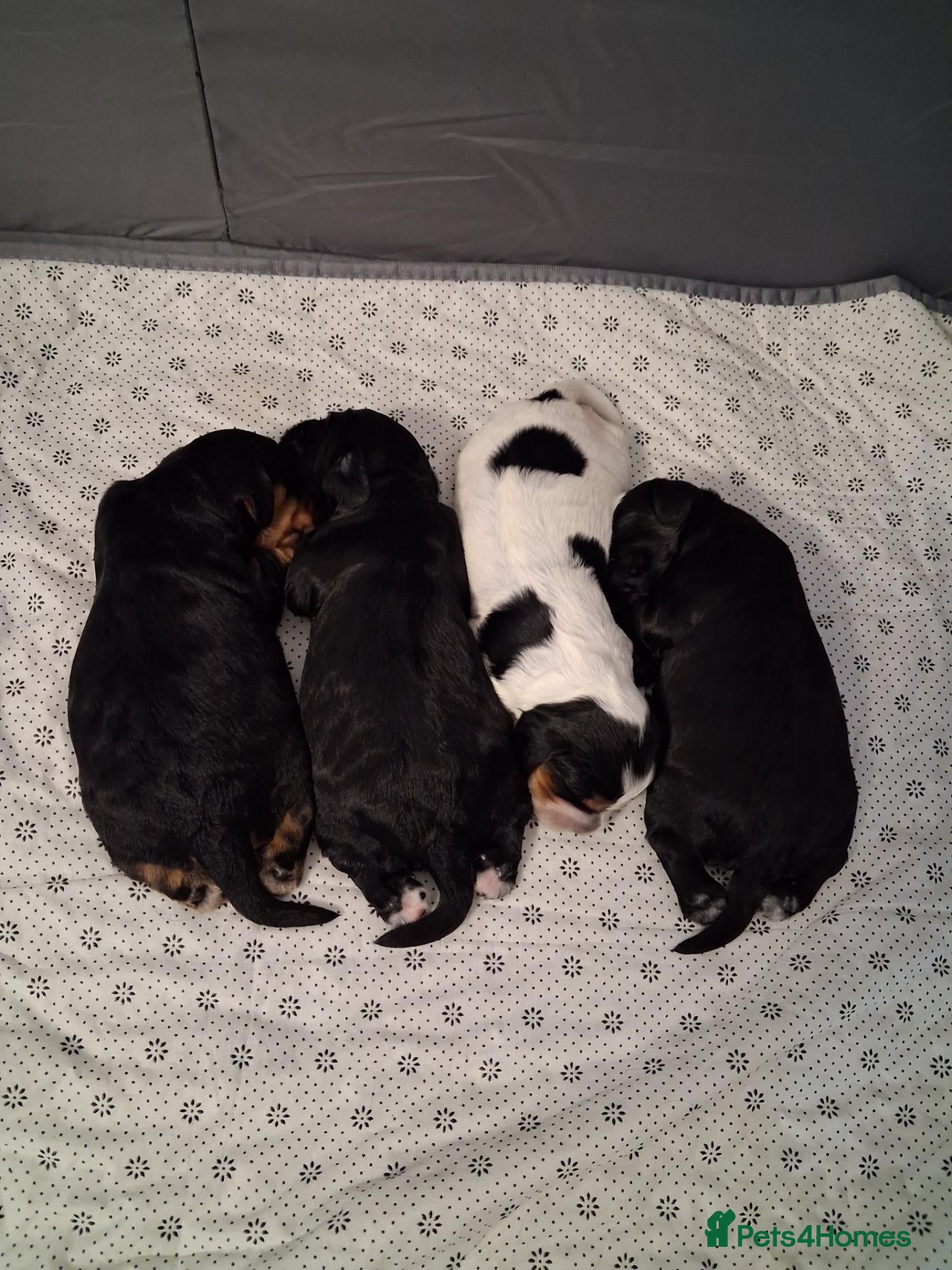 Cocker Spaniel dogs 3 Cocker Spaniels for sale - Advert 15
