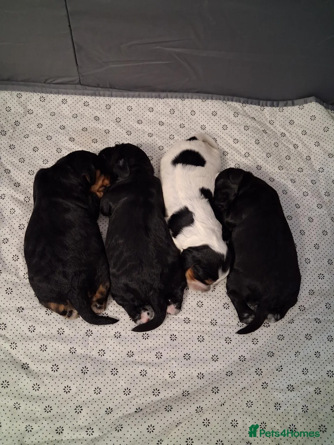 Cocker Spaniel dogs for sale: 3 Cocker Spaniels for sale in Peterhead - Advert 1