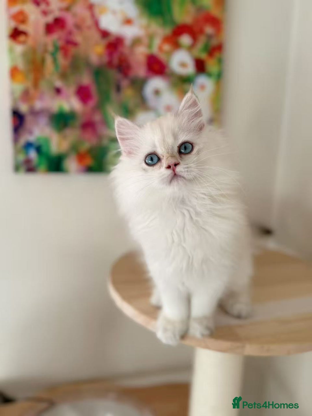 British Longhair cats for sale: Stunning Golden British Longhair Kittens - Advert 14