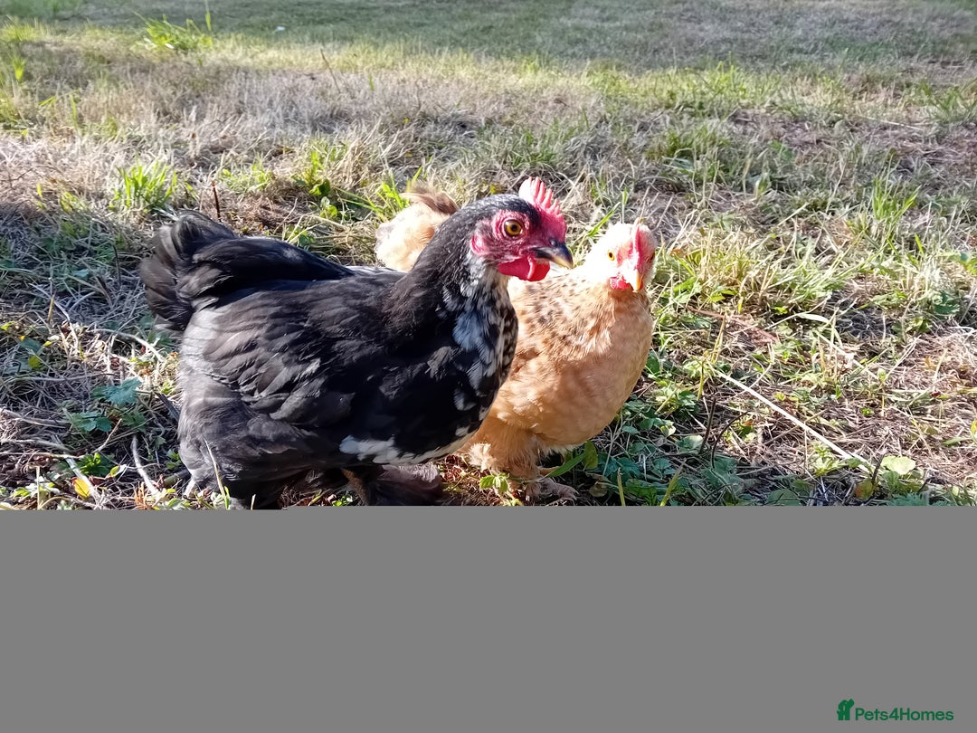 Chickens poultry for sale: Pekin Bantam Cockerels  - Image 5