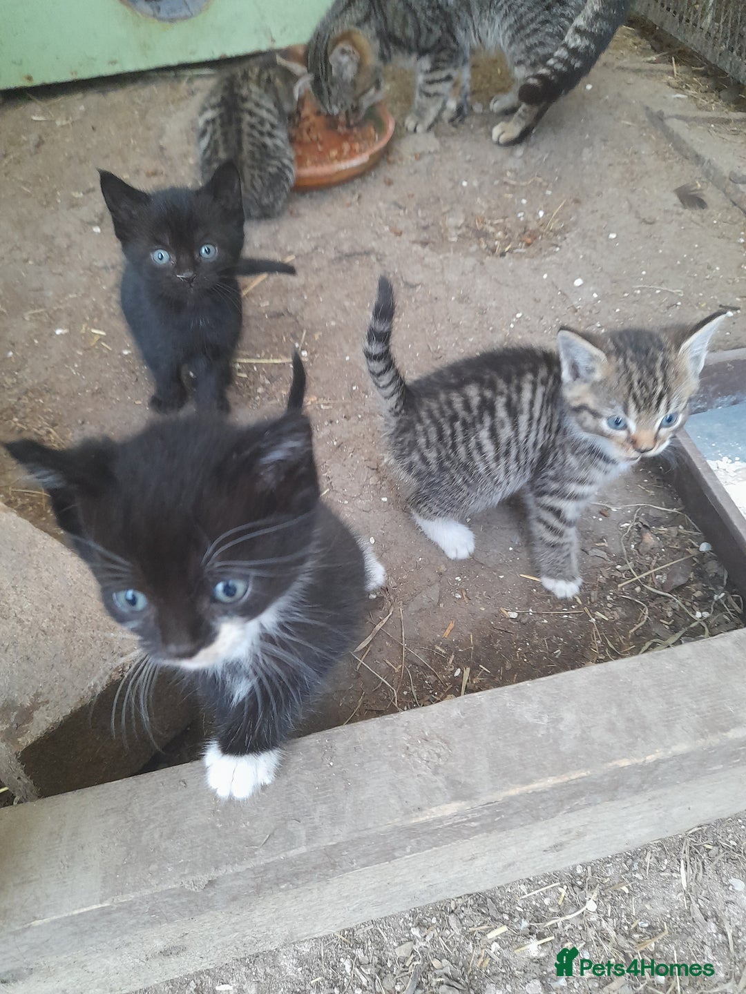 Aegean cats for sale: Agean x Kittens for sale - Image 10