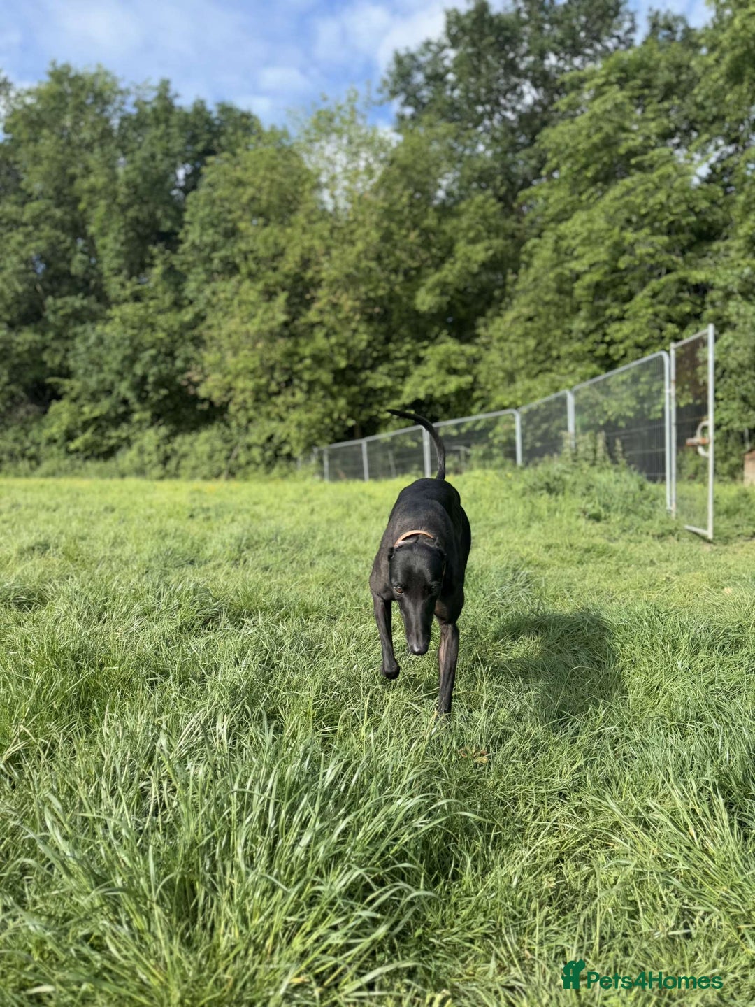 Greyhound dogs for sale: Eli and Oprah 🩵🩷 - Image 4