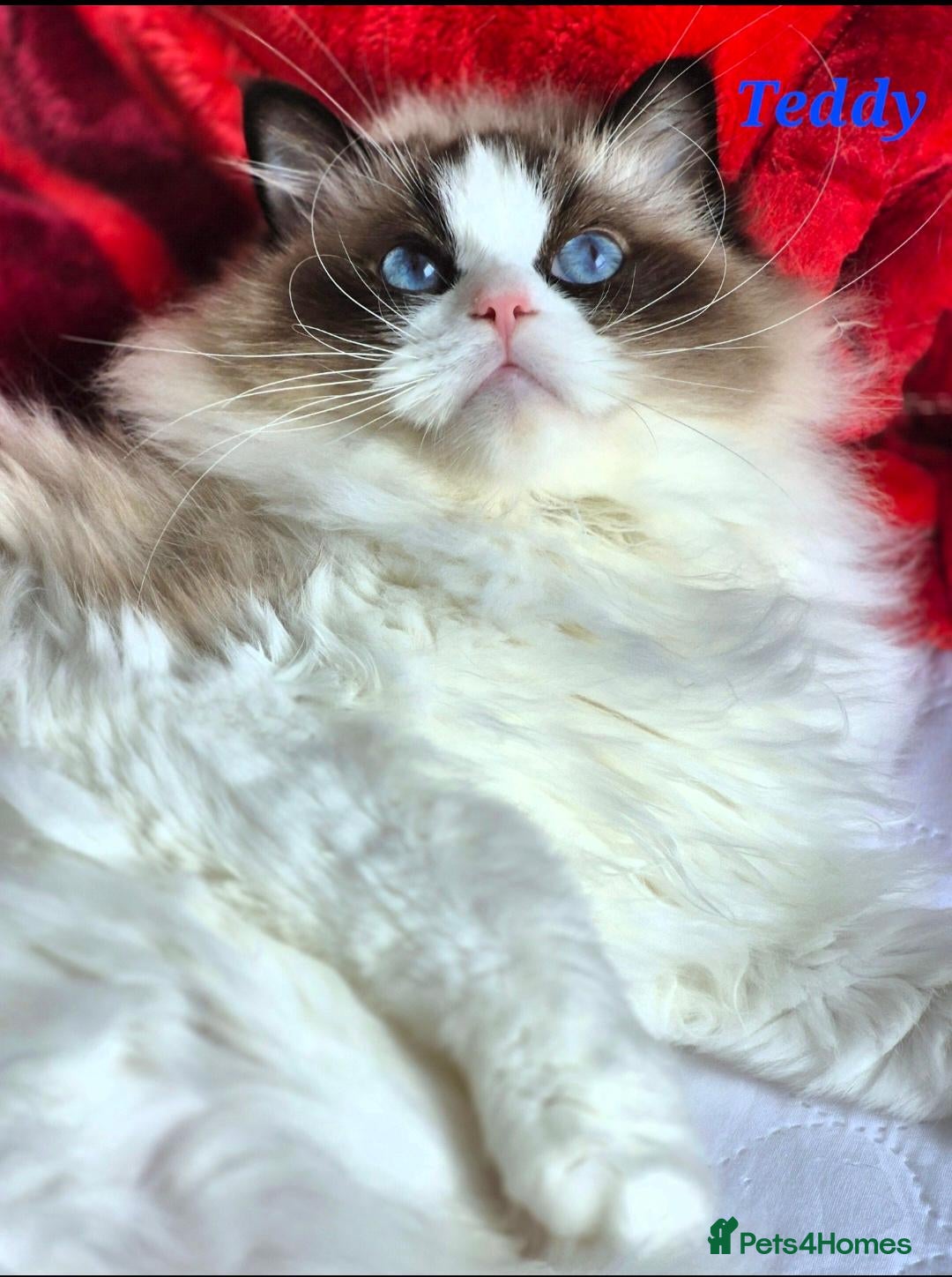 Ragdoll cats Tica registered exceptional  Ragdolls  - Advert 2
