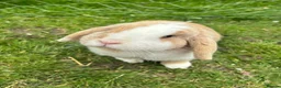 Mini Lop rabbits for sale: 🐰 Adult Doe — Pet Home Only 🐰 - Advert 1