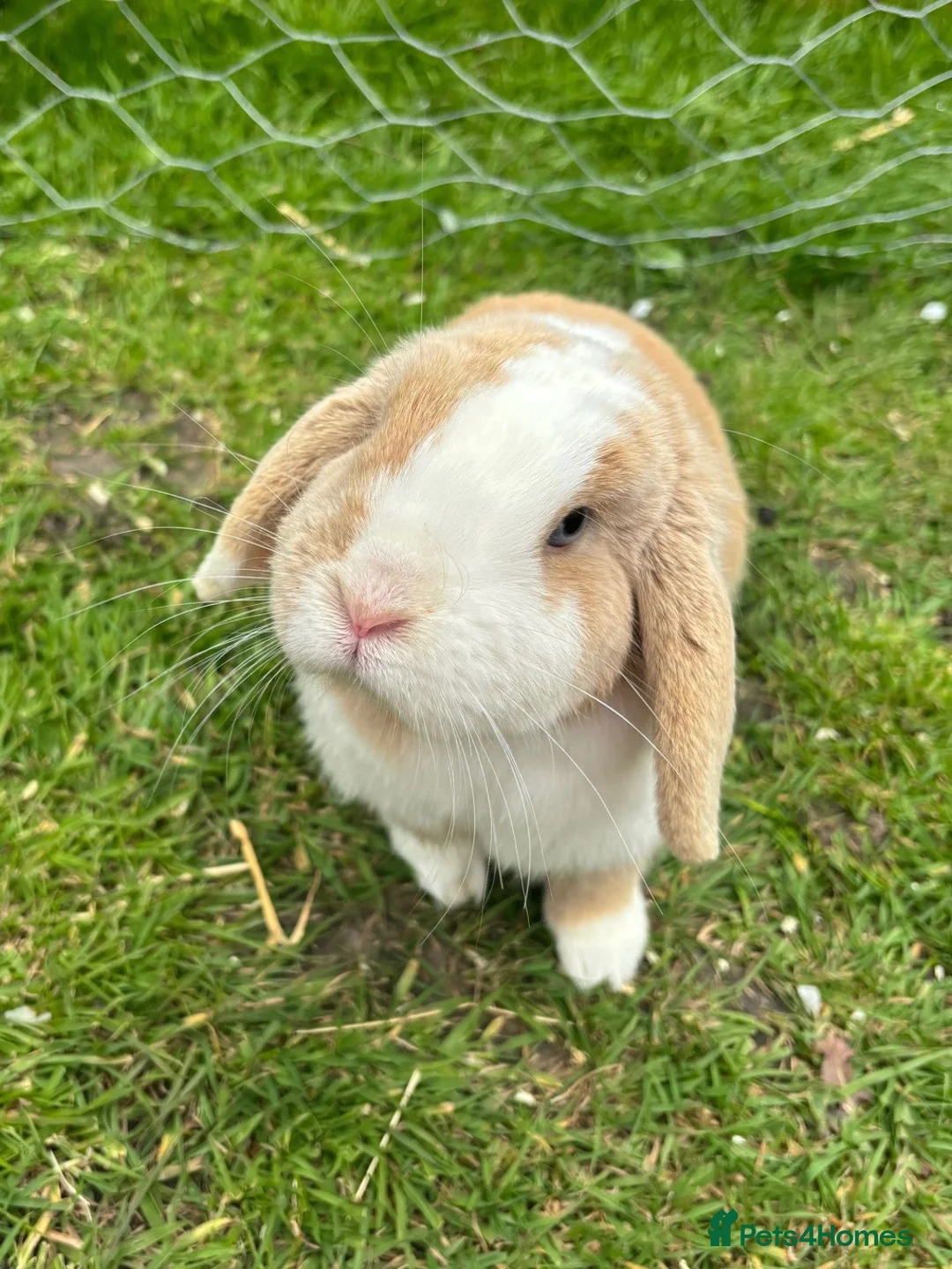 Mini Lop rabbits for sale: 🐰 Adult Doe — Pet Home Only 🐰 - Advert 1