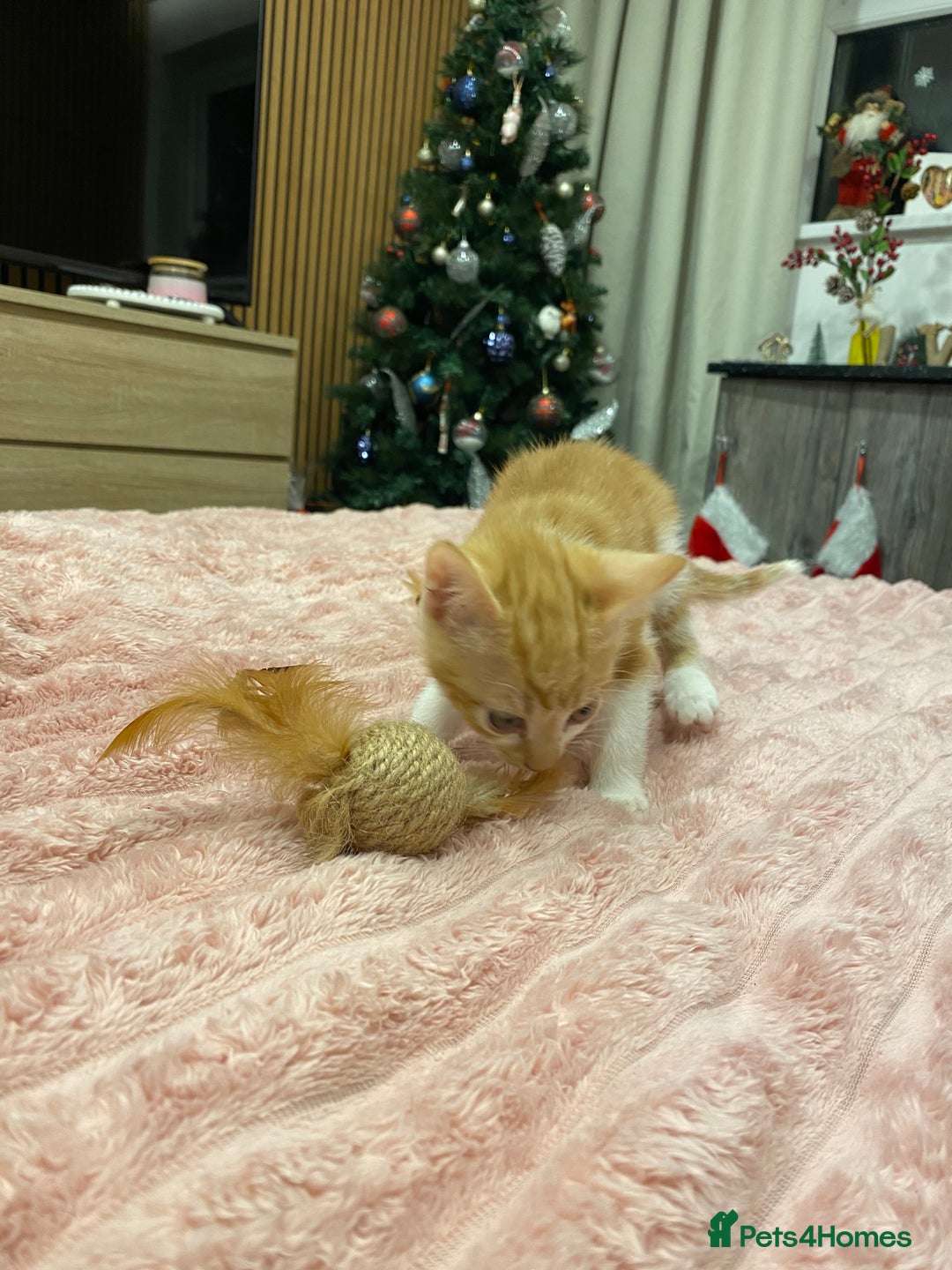 Mixed Breed cats for sale: 5 lovely kittens for sale - Advert 5