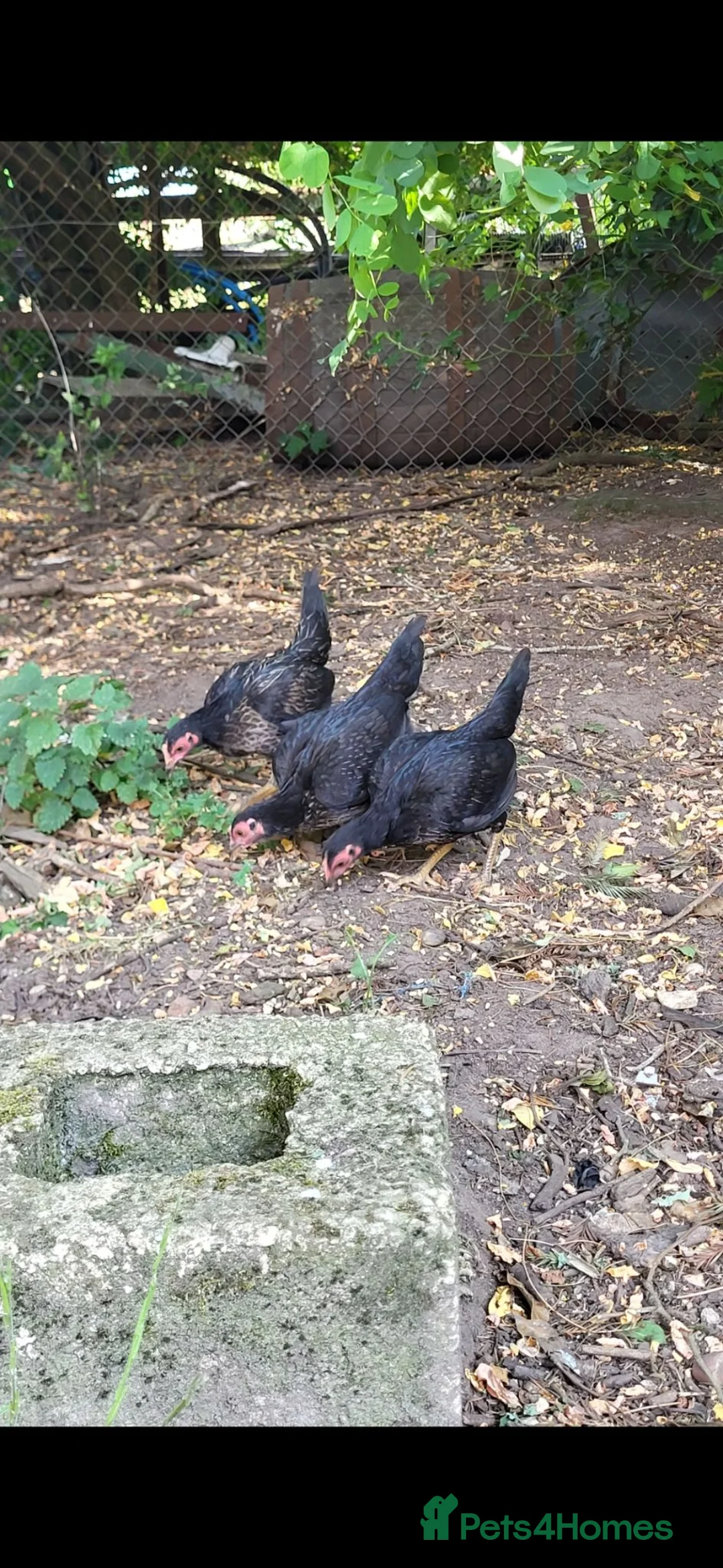 Chickens poultry for sale: Old English Game Bantams in Stratford-upon-Avon - Advert 4