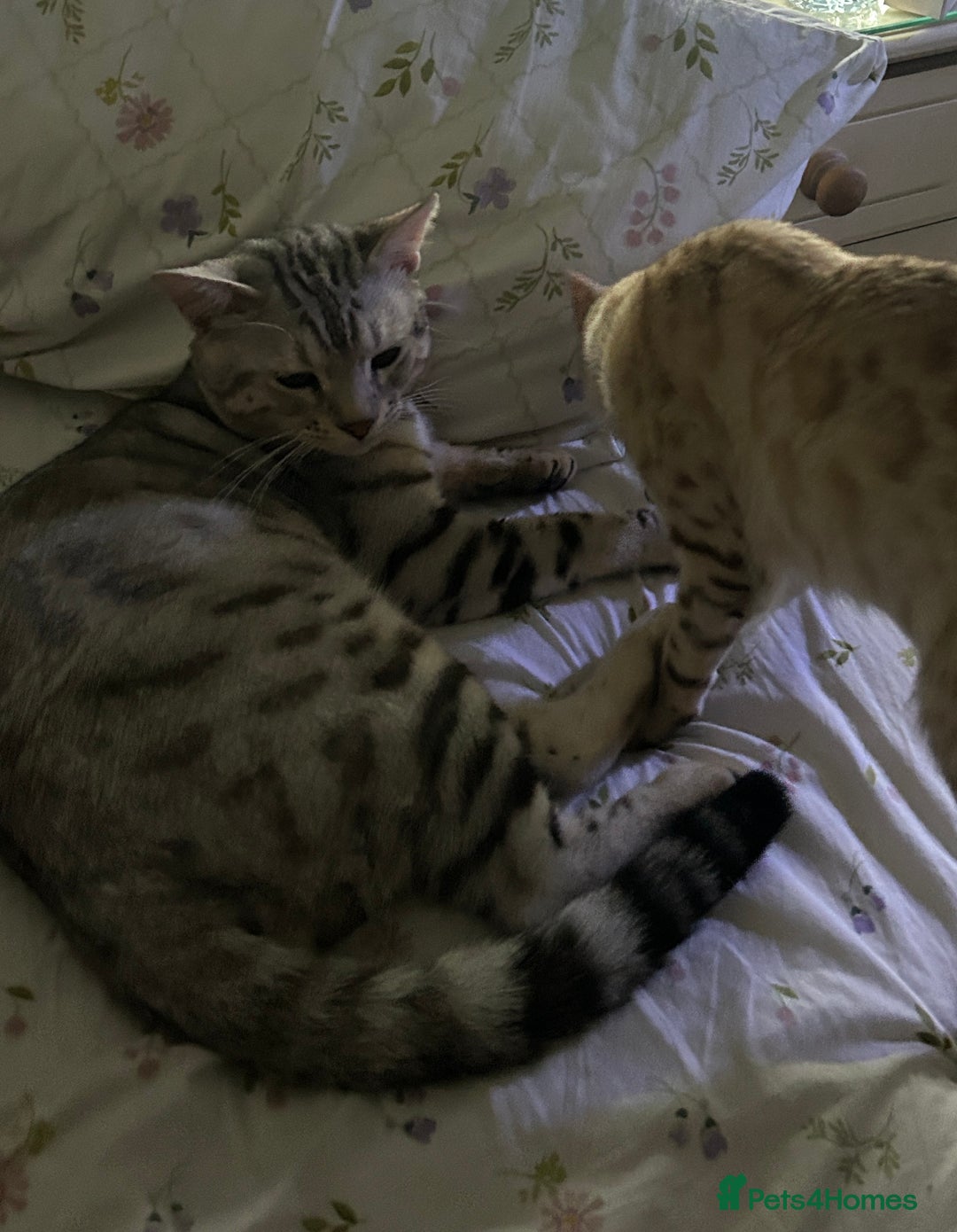 Bengal cats for stud: Bengal Stud - Image 8