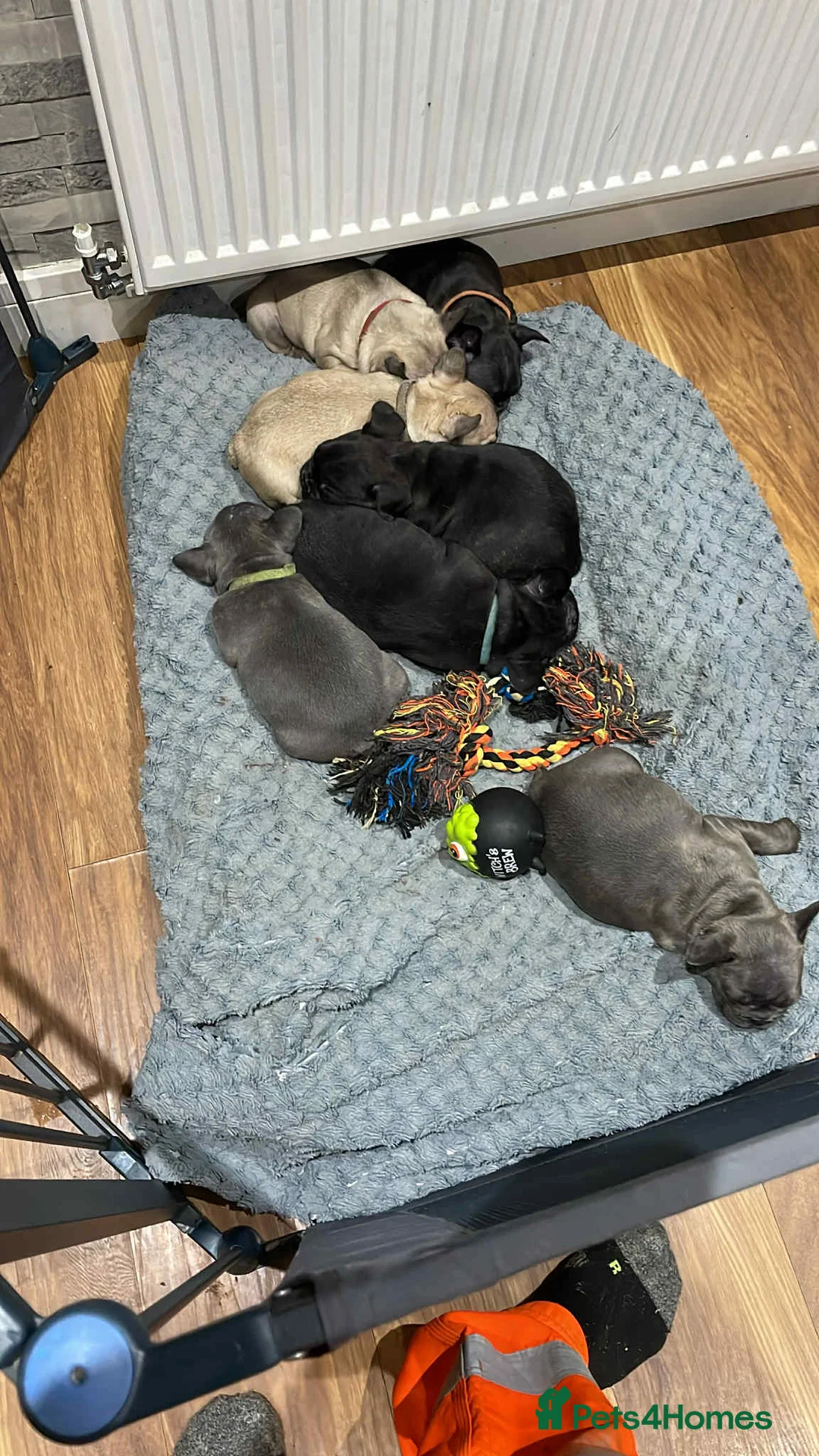 French Bulldog dogs for sale: Theo the french bulldog - Advert 3