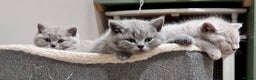 British Shorthair cats for sale: Tica Registered British Shorthair kittens - Advert 2