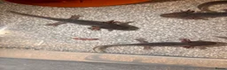 Axolotl reptiles for sale: Black Meleniod axolotls   - Advert 8