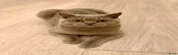 British Shorthair cats for sale: EXCEPTIONAL GCCF ACTIVE LILAC SHORTHAIR FEMALE in Wilmslow - Advert 9