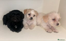 Jackapoo dogs for sale: Jackapoo puppies - Image 5