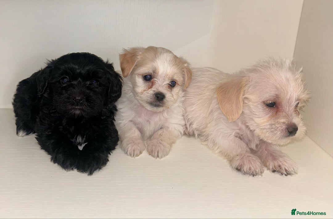 Jackapoo dogs for sale: Jackapoo puppies - Image 5