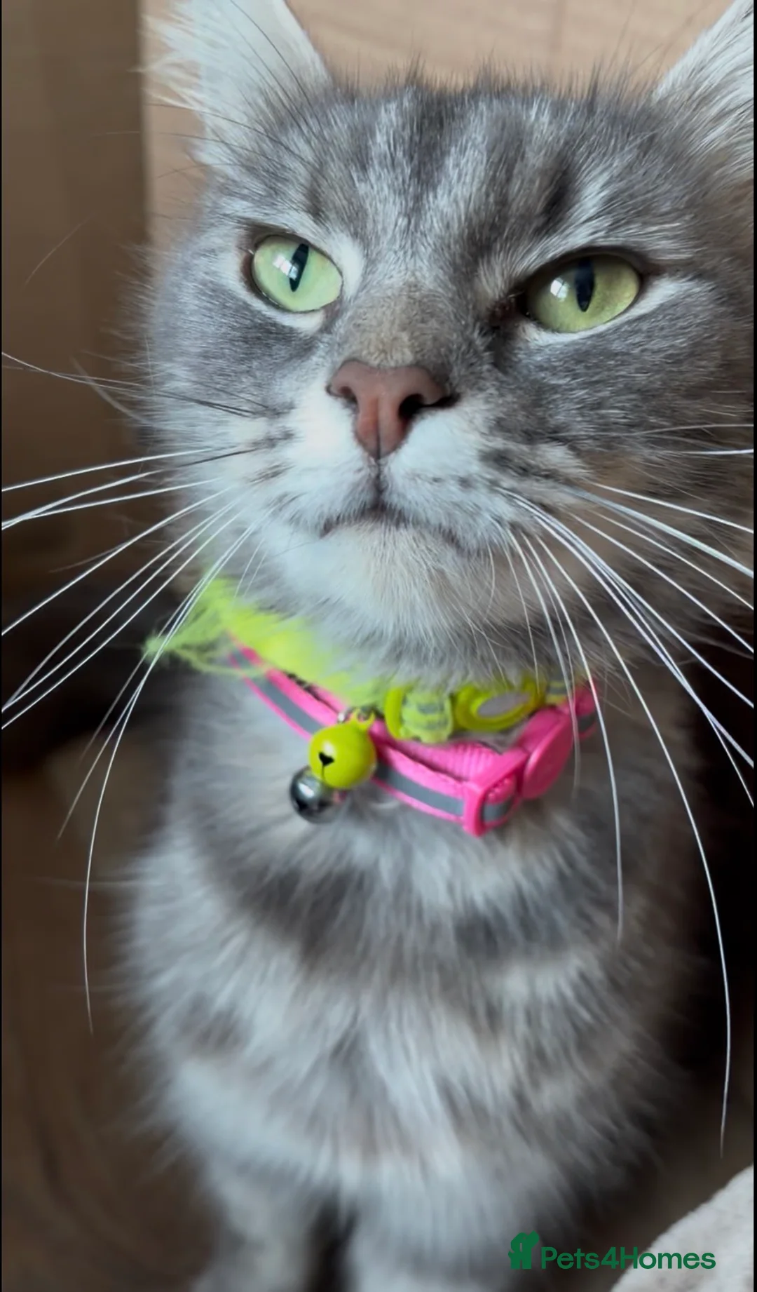 Mixed Breed cats for sale: 2 beautiful girls available  - Advert 7