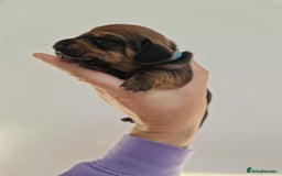 Dachshund dogs for sale: Littre of 7 Dachshund puppies - Image 6