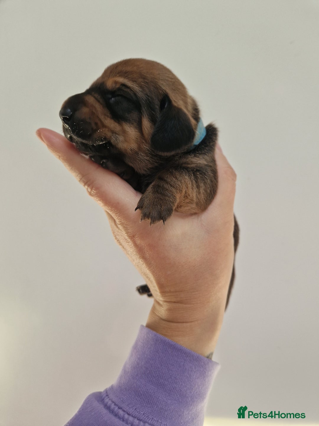 Dachshund dogs for sale: Littre of 7 Dachshund puppies - Image 6