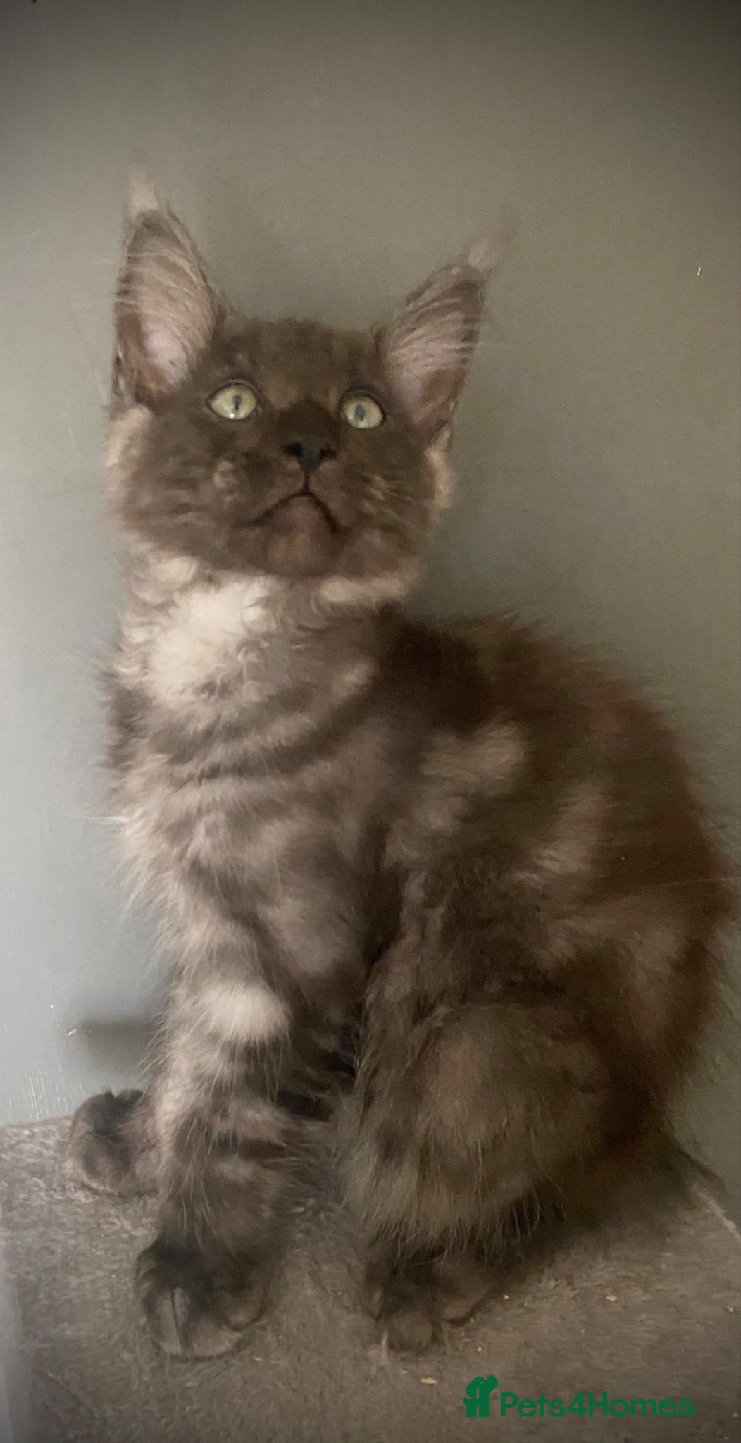 Maine Coon cats TICA Registered Maine Coon Kittens Red/Black Smoke - Advert 2