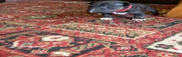 Bull Terrier dogs for sale: Beautiful puppy looking for forever home  - Advert 22