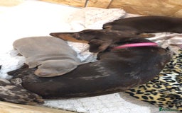 Dachshund dogs for sale: AMAZING DACHSHUND PUPPYS in Cardiff - Image 4
