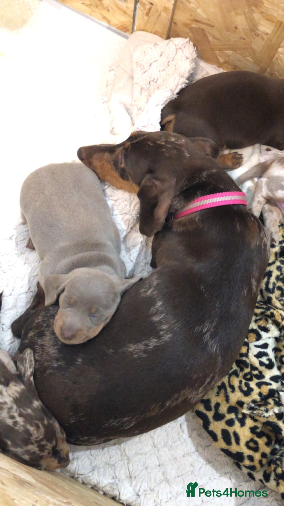 Dachshund dogs for sale: AMAZING DACHSHUND PUPPYS in Cardiff - Image 4