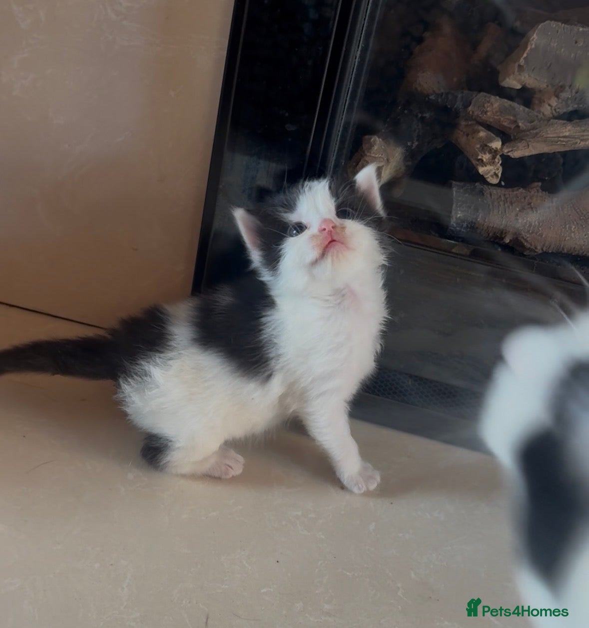 Mixed Breed cats Beautiful Ragdoll Cross Breed Kittens  - Advert 7