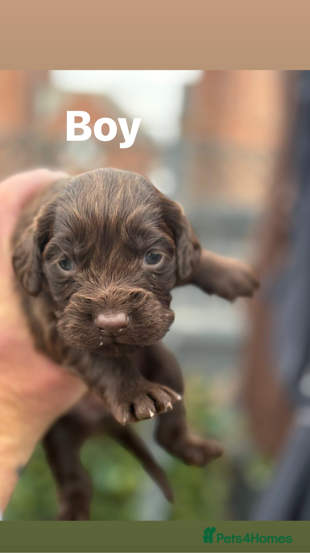 Cocker Spaniel dogs for sale: Cocker spaniel pups - Image 2