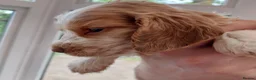 Cocker Spaniel dogs for sale: kc show cocker spaniels  - Advert 9