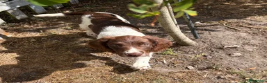 English Springer Spaniel 3