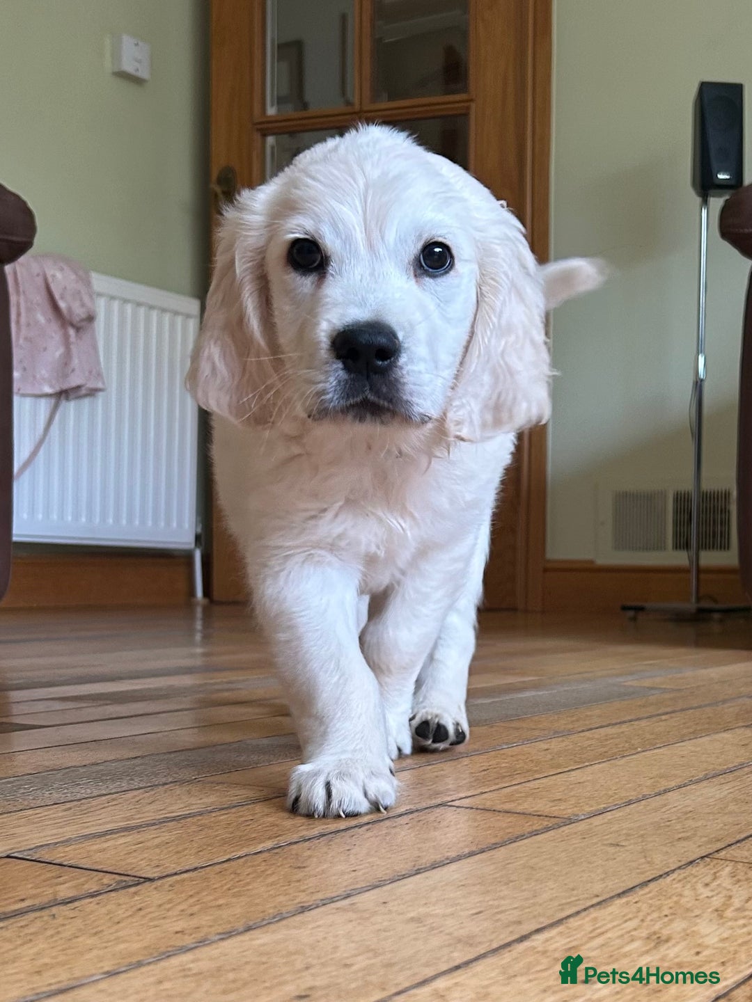 Golden Retriever dogs for sale: 1 Male Puppy Available  - Image 1