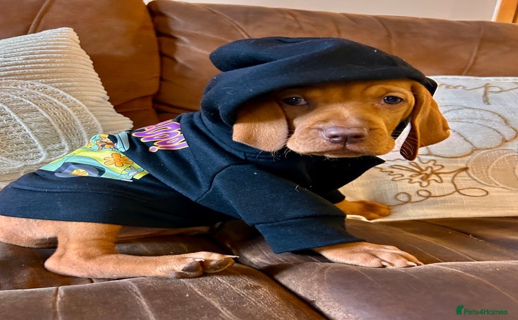 Hungarian Vizsla dogs - Advert 2