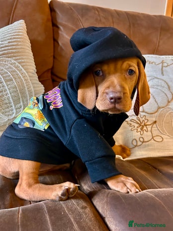 Hungarian Vizsla dogs - Advert 2