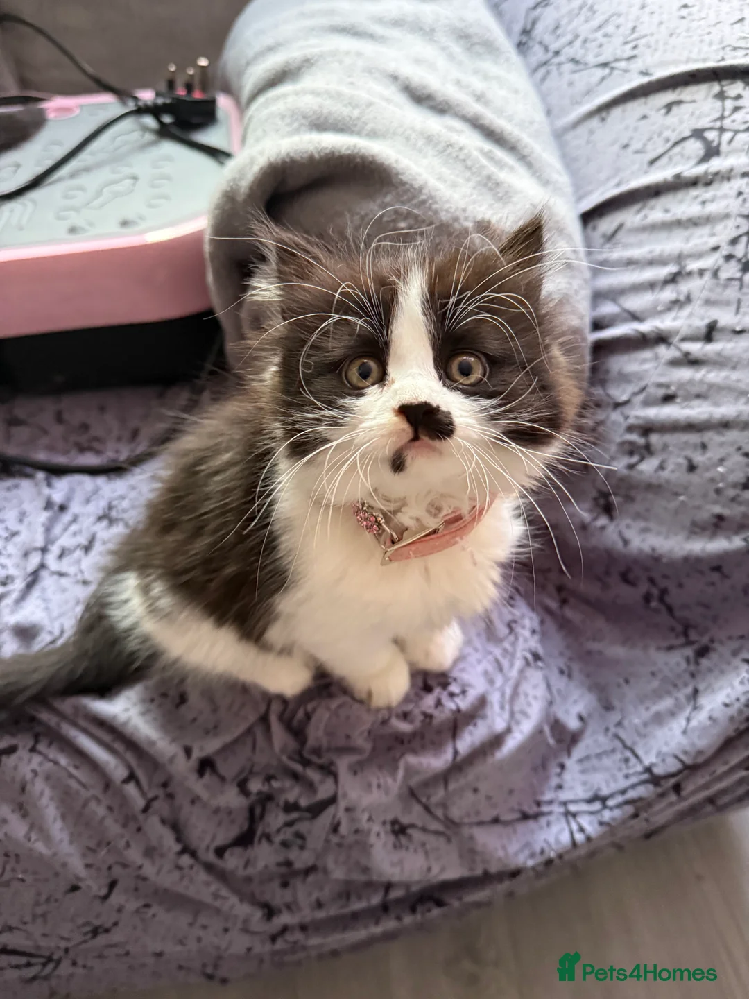 Ragcoon cats for sale: RAGCOONS  - Advert 15