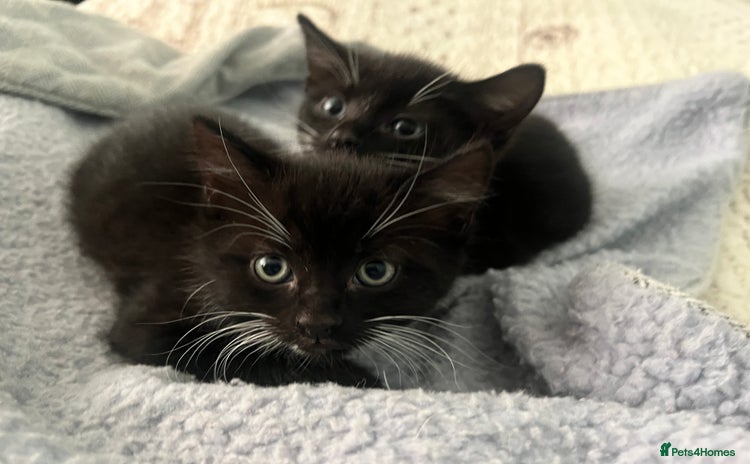 Mixed Breed cats - Advert 13