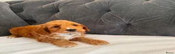 Cockapoo dogs for sale: ❌ READY NOW ❌ cockapoo puppies  - Advert 7