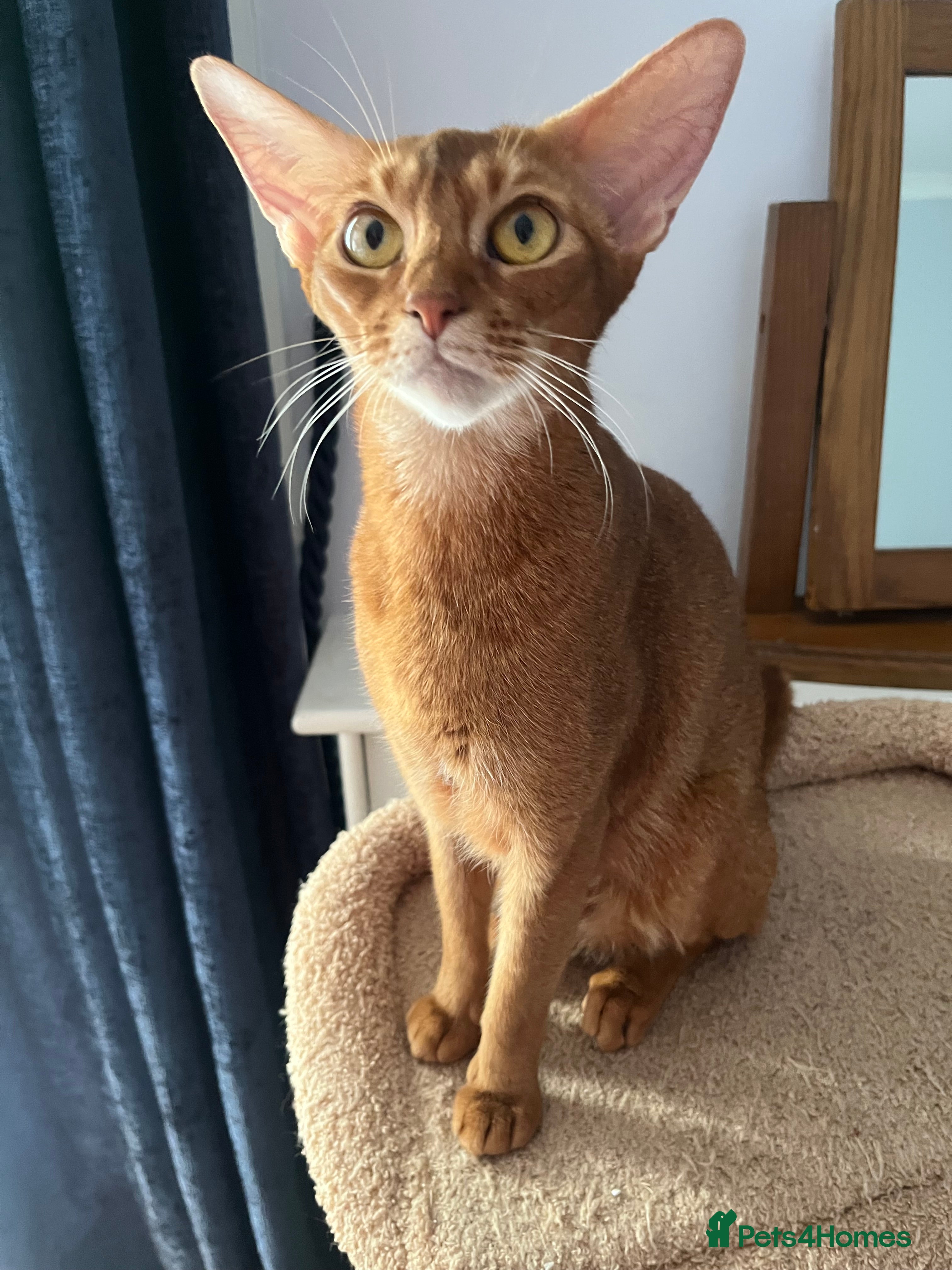 Abyssinian cats Gorgeous Boy Jerry - Advert 2